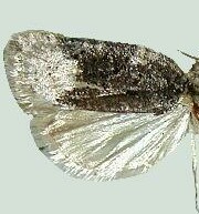 Acleris clarkei