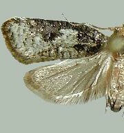 Acleris variana