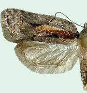 Acleris youngana