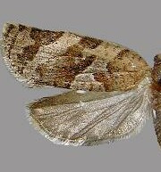 Argyrotaenia montezumae