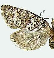 Argyrotaenia gogana