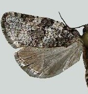 Argyrotaenia occultana