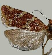 Argyrotaenia niscana