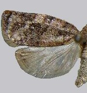 Argyrotaenia klotsi