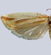 Argyrotaenia bialbistriata