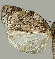 Lozotaenia exomilana