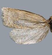 Aphelia gregalis