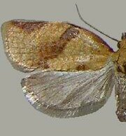 Clepsis consimilana