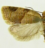 Clepsis peritana