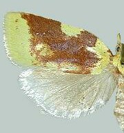 Cenopis niveana