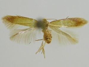 Coptotriche citrinipennella