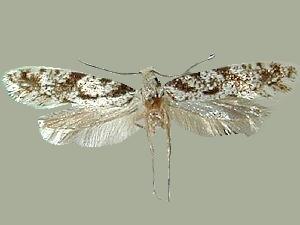 Nemapogon variatella