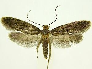 Haplotinea insectella