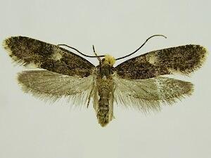 Monopis weaverella