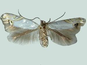 Proleucoptera smilaciella