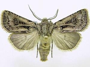 Agrotis gladiaria