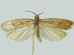 Glyphidocera septentrionella