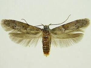 Blastobasis glandulella