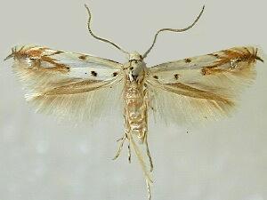 Mompha eloisella