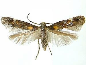 Mompha raschkiella