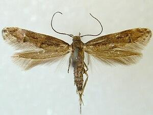 Mompha idaei