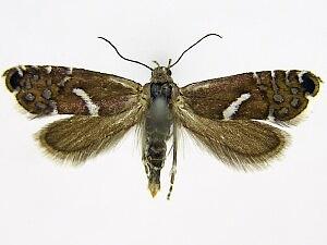 Glyphipterix haworthana