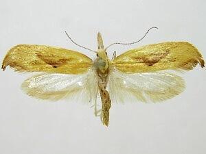 Ypsolopha canariella