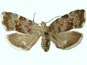 Anthophila alpinella