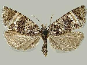 Phiaris nordeggana