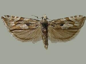 Eucosma tarandana