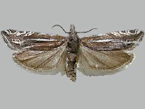 Eucosma crassana