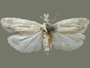 Eucosma pallidarcis