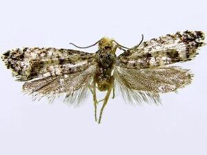 Epinotia aridos