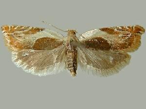 Ancylis fuscociliana