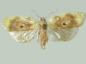 Acleris semipurpurana