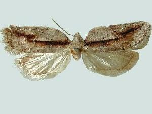 Acleris youngana