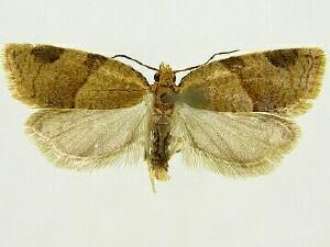 Clepsis peritana