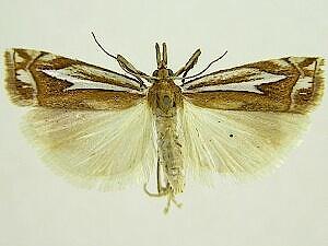 Crambus bidens