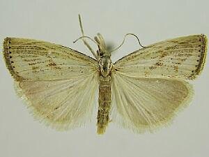 Agriphila ruricolellus