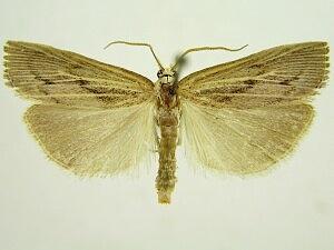 Pediasia trisecta