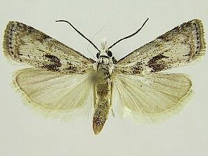 Microcrambus minor