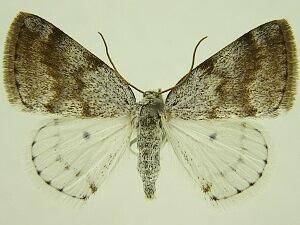 Lomographa semiclarata