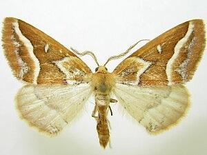 Caripeta angustiorata