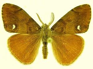 Orgyia antiqua