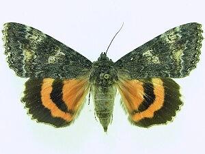 Catocala briseis