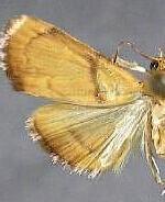 Plumegesta largalis