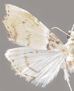 Ennomosia basale