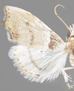 Ennomosia basale