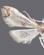 Neoleucinodes torvis