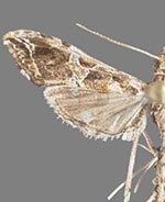 Lineodes triangulalis